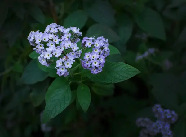 Héliotrop violet fleurs — Photo