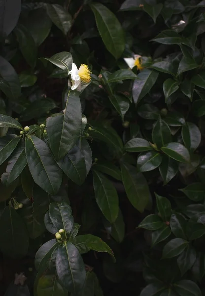 Flores brancas de camélia — Fotografia de Stock