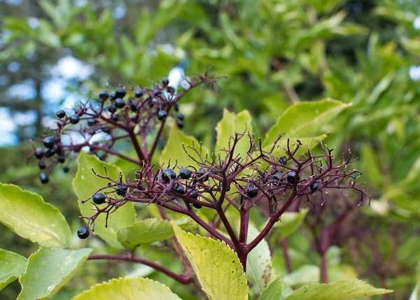 Siyah yaşlı Sambucus nigra çilek — Stok fotoğraf