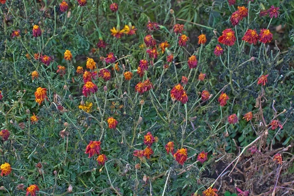 Verwelkte rote Blumen — Stockfoto