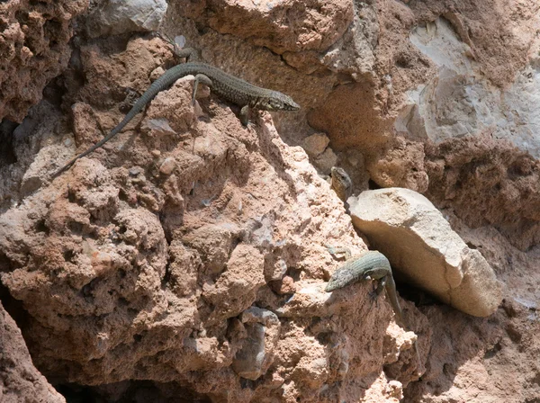 Lagartos de la Dragonera Podarcis lilfordi —  Fotos de Stock