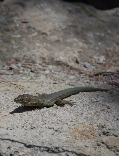 Dragonera lizards Podarcis lilfordi — Stock Photo, Image