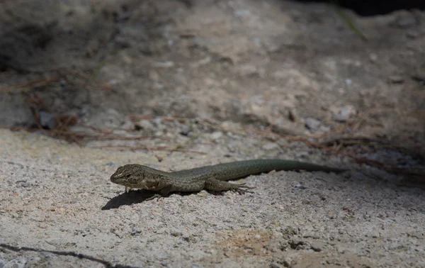 Dragonera lagartos Podarcis lilfordi — Fotografia de Stock