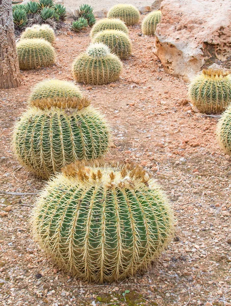 Plantas de cacto redondo — Fotografia de Stock