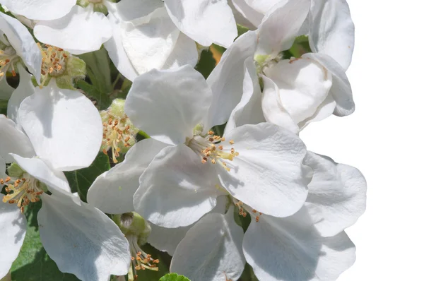 Flor de maçã branca — Fotografia de Stock