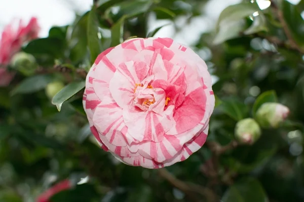 Camellia rouge et blanc fleur gros plan — Photo