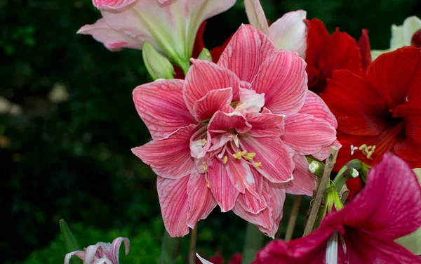 Amarylis růžový květ — Stock fotografie