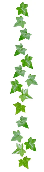 녹색 덩굴 잎 여백 — 스톡 사진