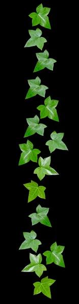 녹색 덩굴 잎 여백 — 스톡 사진