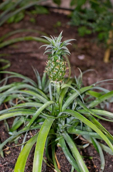 Pineapple bud beginning to grow — Stock Photo, Image