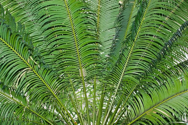 Folhas de palma verde abstrato — Fotografia de Stock