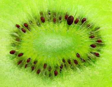 Kurutulmuş kivinin merkezi kısmı. Yeşil arkaplan.