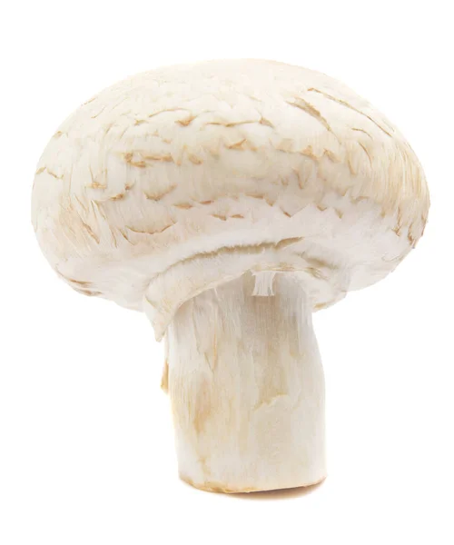 Cogumelos Champignon Frescos Isolados Sobre Fundo Branco Champignon Orgânico Perto — Fotografia de Stock