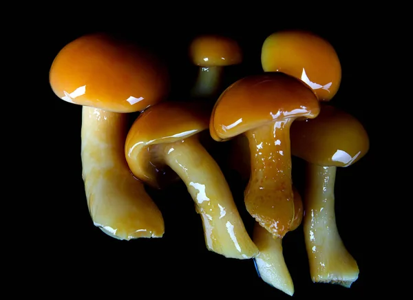 深色底色的有咸味的蘑菇 — 图库照片