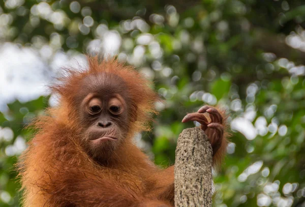 bir ağaç kütüğü üstündeki küçük bir Orangutan