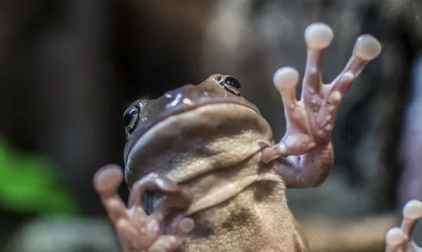 Frog from underneath, focus on eyes — Stock Photo, Image