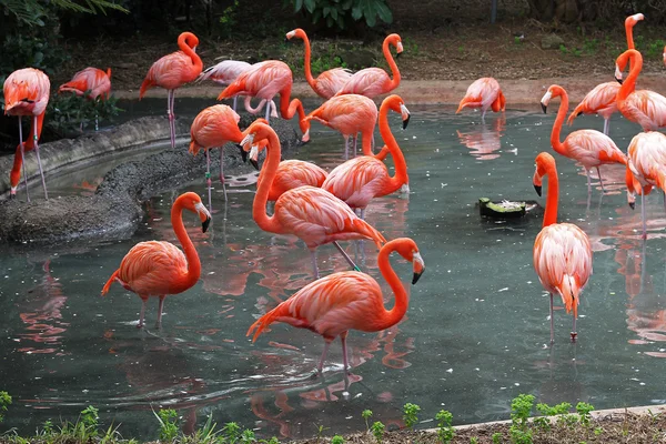 Flamingos no seu habitat natural — Fotografia de Stock