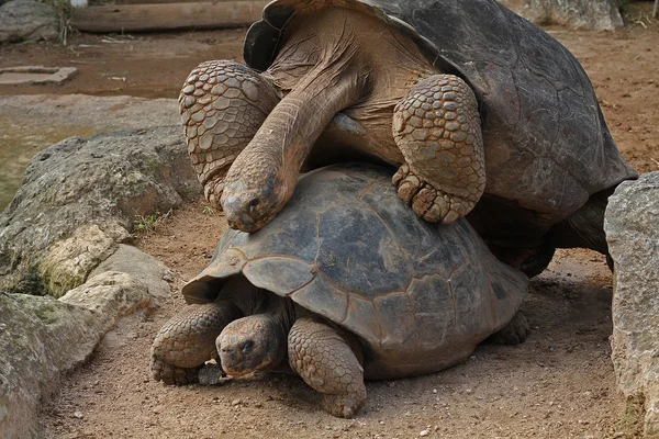 Duas tartarugas Galápagos em cima umas das outras — Fotografia de Stock