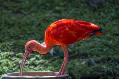 Trinidad ve Tobago üzerinden Kızıl aynak