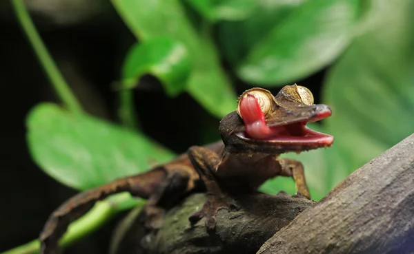 Bir yaprak Gecko, onun gözü yalama