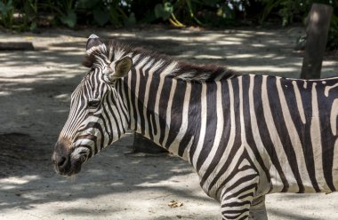 Bir zebranın portresi