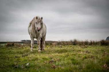 Galler kırsalında tek bir beyaz vahşi at. Sonbahar günü bulutlu.