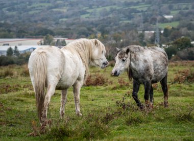 İki vahşi at, birbirlerine sevgi gösteriyorlar, bir sonbahar gününde.