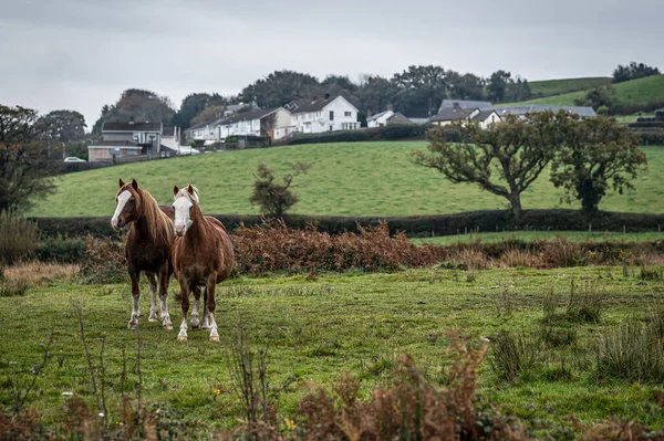 Una Manada Caballos Salvajes Paisaje Galés Otoño Cielo Está Nublado — Foto de Stock