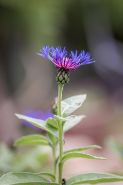 Alışılmadık, mor bir çiçek, ampul gibi, çapraz bir kafa, tam çiçeklenme