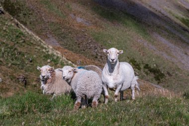 Güney Galler tepelerinde otlayan koyunlar