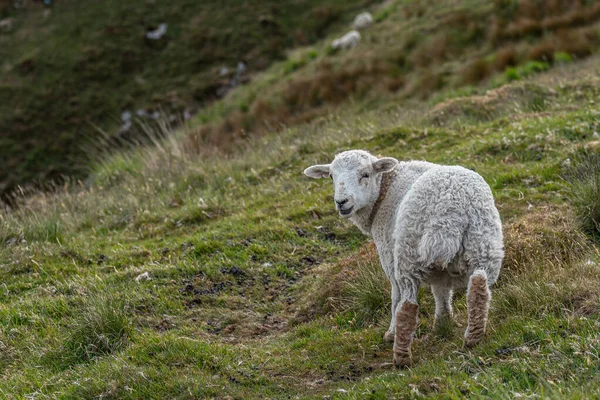 Pâturage Des Moutons Dans Les Collines Sud Pays Galles — Photo