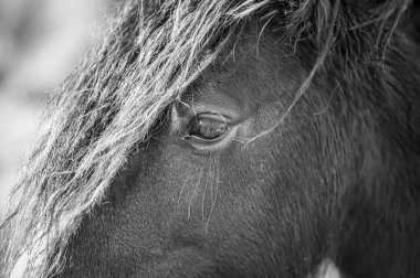 Vahşi bir ata yaklaş. Göze odaklan. Siyah & Beyaz