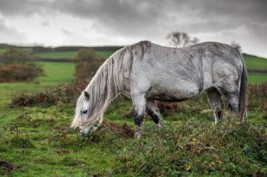 Vahşi, beyaz atlar, ortak arazide otluyor.