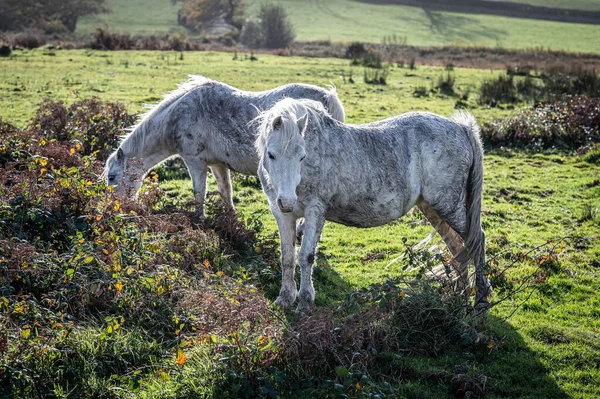 Chevaux Blancs Sauvages Pâturage Sur Des Terres Communes — Photo