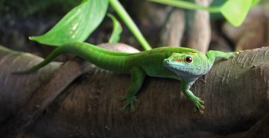 tam uzunlukta gecko