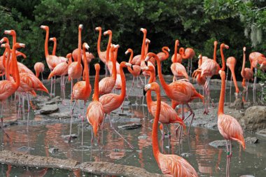 Flamingo'nın doğal ortamlarında sürüsü