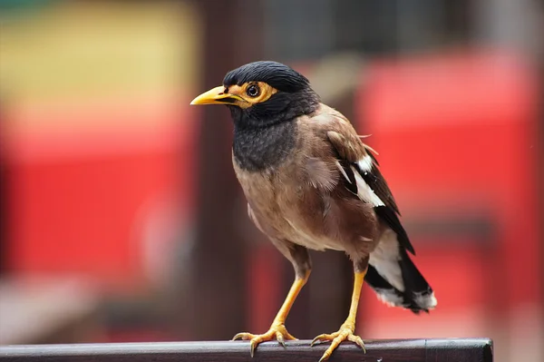 Ptak indyjski myna — Zdjęcie stockowe