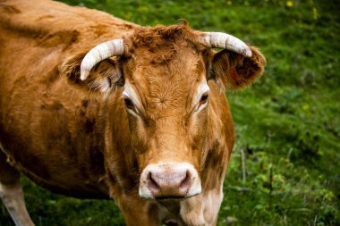 Campofontana, Verona, Veneto, İtalya yakınlarındaki Monti Lessini parkında inek portresi