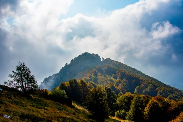 Feuillage Parmi Les Beaux Arbres Avec Des Feuilles Jaunes Rouges — Photo