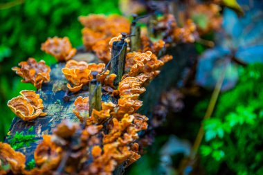 Parazit portakal mantarı, İtalya 'nın Veneto kentindeki Chiampo Vadisi' ndeki dağların arasında terk edilmiş sandıkta yetişir.