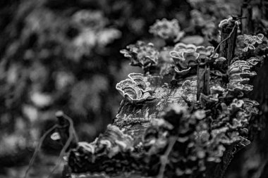 Parazit portakal mantarı, İtalya 'nın Veneto kentindeki Chiampo Vadisi' ndeki dağların arasında terk edilmiş sandıkta yetişir.