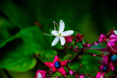 İtalya, Veneto 'daki Chiampo Vadisi' ndeki Clerodendron Trichotomum 'a yakın.