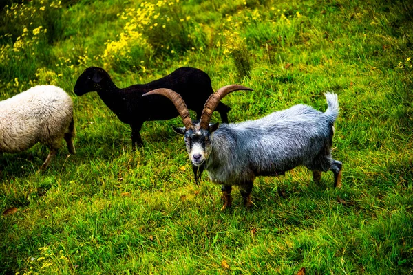 Chèvre Grise Aux Grosses Cornes Chèvre Noire Blanche Dans Vallée — Photo
