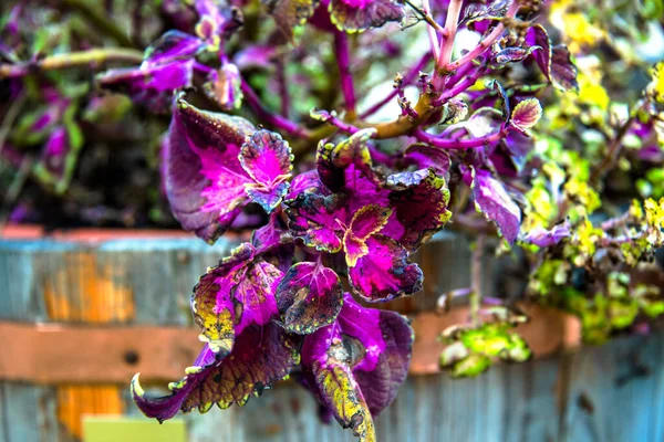 Amaranthus Tricolor 'a yakın Chiampo vadisi etrafındaki tepelerde, Veneto, İtalya