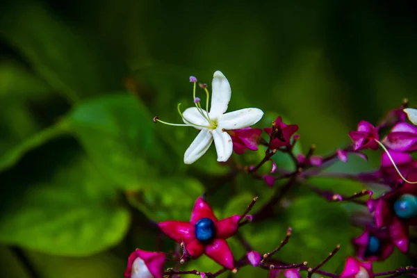 Близько Clerodendron Trichotomum Долині Чіампо Венето Італія — стокове фото