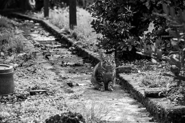 Γάτα Στο Δρομάκι Στην Καρδιά Της Vicenza Veneto Ιταλία — Φωτογραφία Αρχείου