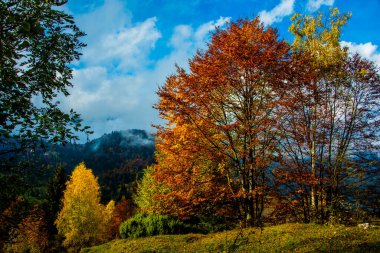 Alp öncesi Venedik 'teki büyük ağaçların yolunda sonbahar yaprakları, güneşli bir günde Recoaro, Vicenza, İtalya' da beyaz bulutlar ve kayalık zirveler.