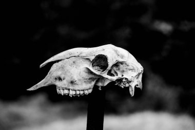 Recoaro, Vicenza, İtalya 'daki büyük ağaçların izindeki hayvan kafatası.