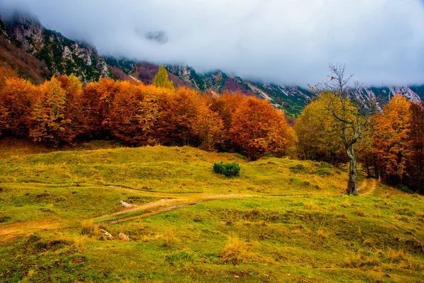 Herbstlaub Auf Dem Weg Der Großen Bäume Den Venezianischen Voralpen — Stockfoto