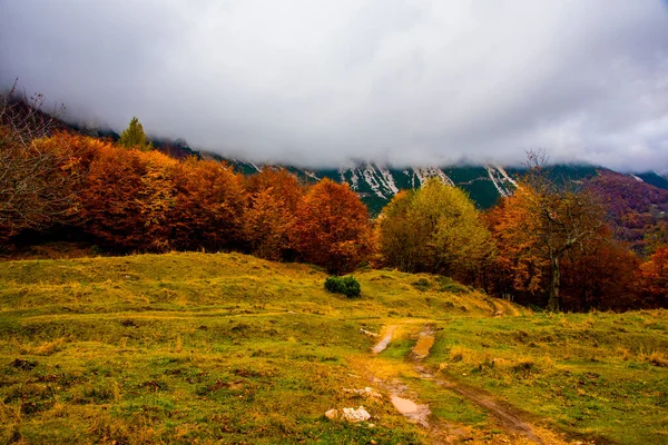 Herfst Gebladerte Het Pad Van Grote Bomen Venetiaanse Pre Alpen — Stockfoto